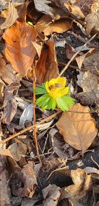 Annelies 04 Winteraconietje met vroege bij